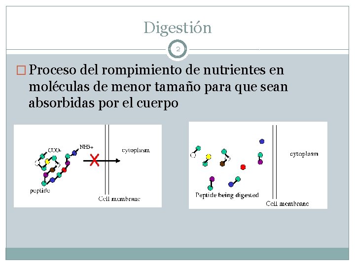 Digestión 2 � Proceso del rompimiento de nutrientes en moléculas de menor tamaño para