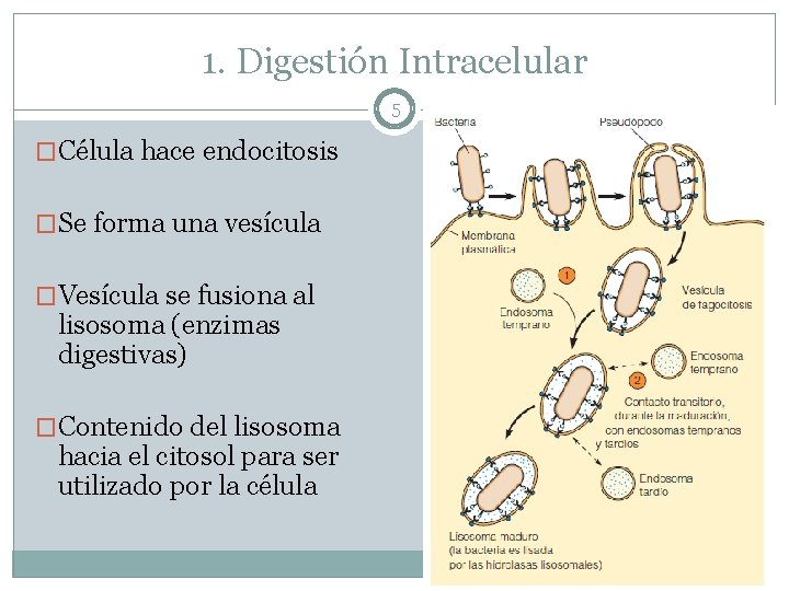 1. Digestión Intracelular 5 �Célula hace endocitosis �Se forma una vesícula �Vesícula se fusiona