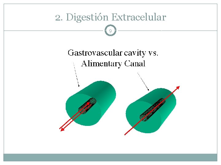 2. Digestión Extracelular 9 