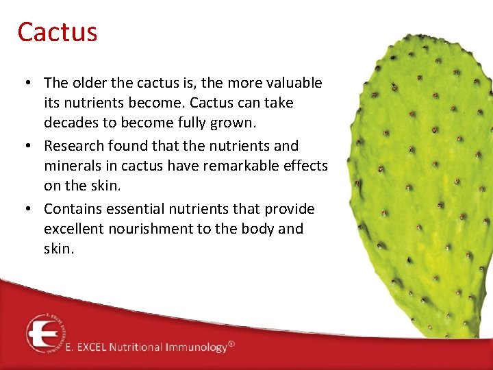 Cactus • The older the cactus is, the more valuable its nutrients become. Cactus