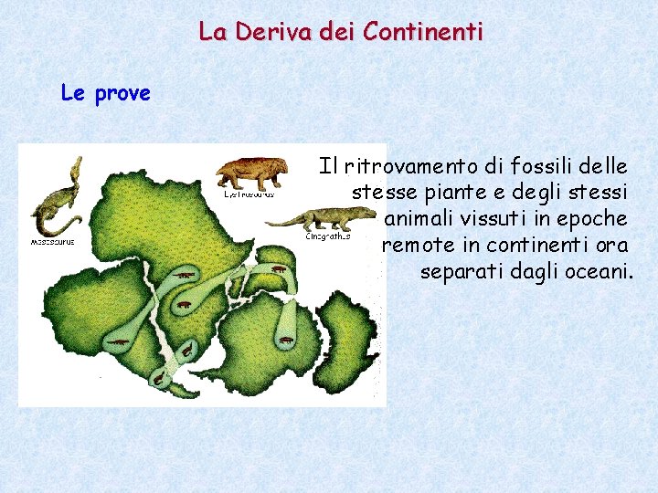 La Deriva dei Continenti Le prove Il ritrovamento di fossili delle stesse piante e