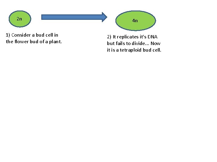 2 n 1) Consider a bud cell in the flower bud of a plant.