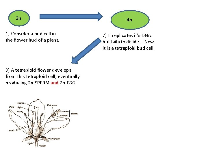 2 n 1) Consider a bud cell in the flower bud of a plant.
