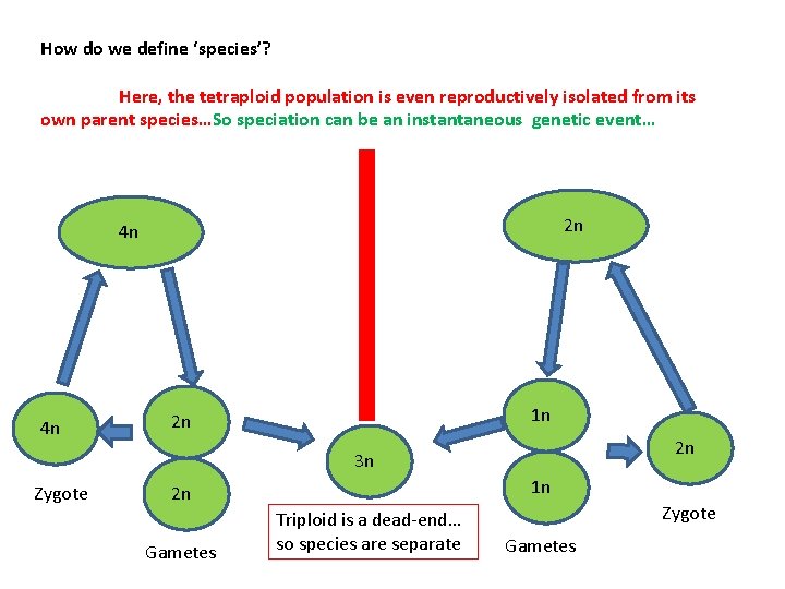 How do we define ‘species’? Here, the tetraploid population is even reproductively isolated from