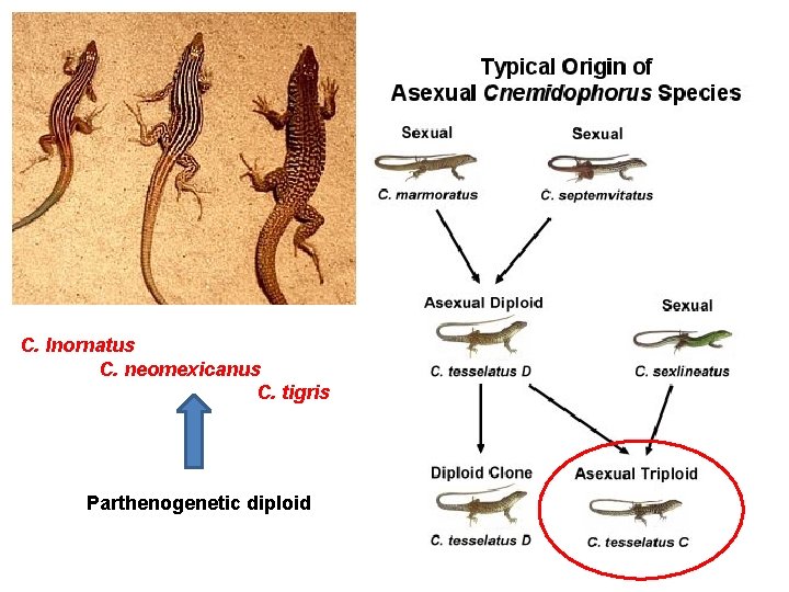 C. Inornatus C. neomexicanus C. tigris Parthenogenetic diploid 