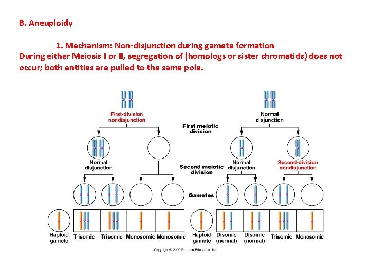 B. Aneuploidy 1. Mechanism: Non-disjunction during gamete formation During either Meiosis I or II,