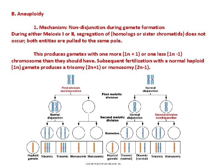 B. Aneuploidy 1. Mechanism: Non-disjunction during gamete formation During either Meiosis I or II,