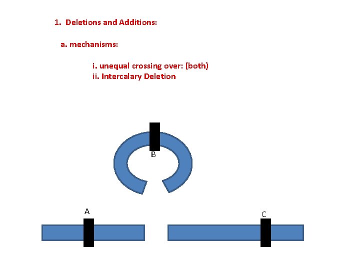1. Deletions and Additions: a. mechanisms: i. unequal crossing over: (both) ii. Intercalary Deletion