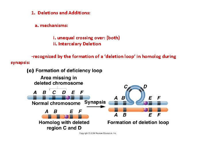 1. Deletions and Additions: a. mechanisms: i. unequal crossing over: (both) ii. Intercalary Deletion