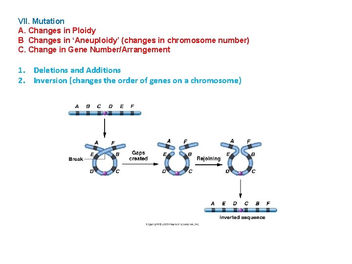 VII. Mutation A. Changes in Ploidy B Changes in ‘Aneuploidy’ (changes in chromosome number)