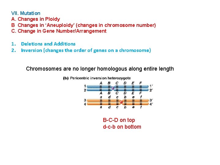 VII. Mutation A. Changes in Ploidy B Changes in ‘Aneuploidy’ (changes in chromosome number)