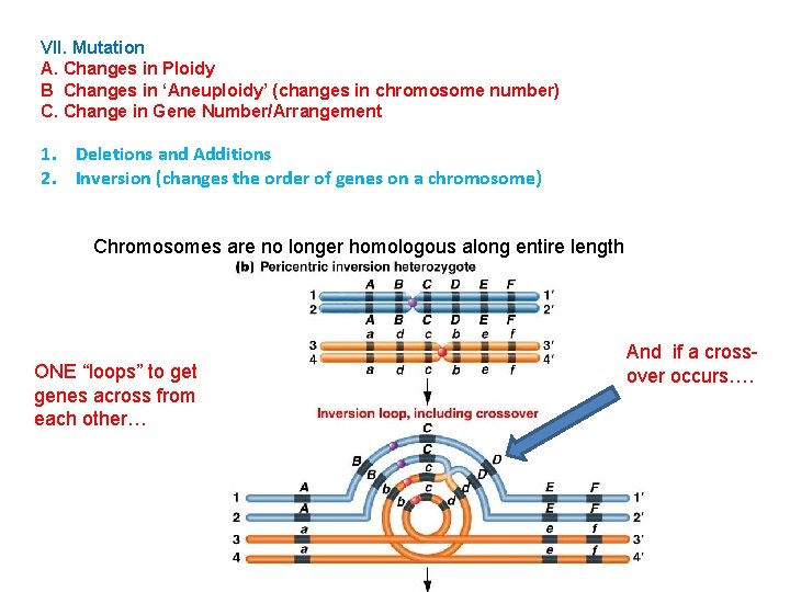 VII. Mutation A. Changes in Ploidy B Changes in ‘Aneuploidy’ (changes in chromosome number)
