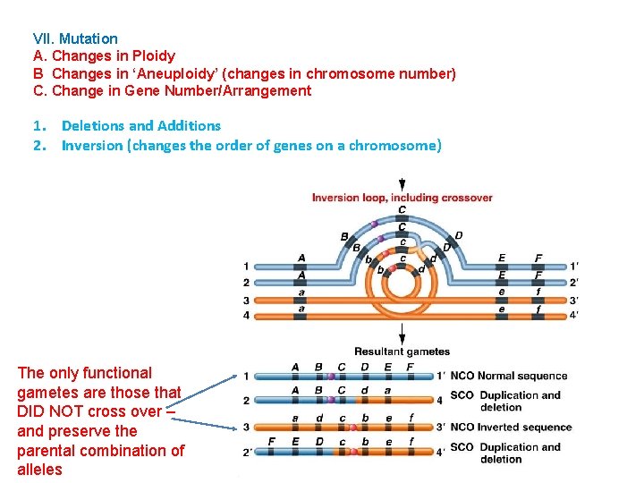 VII. Mutation A. Changes in Ploidy B Changes in ‘Aneuploidy’ (changes in chromosome number)
