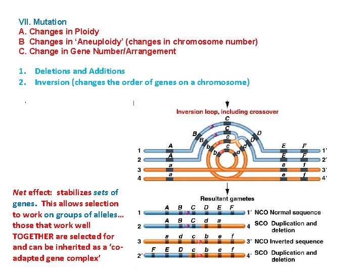 VII. Mutation A. Changes in Ploidy B Changes in ‘Aneuploidy’ (changes in chromosome number)