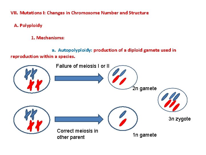 VII. Mutations I: Changes in Chromosome Number and Structure A. Polyploidy 1. Mechanisms: a.