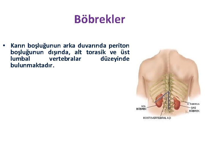 Böbrekler • Karın boşluğunun arka duvarında periton boşluğunun dışında, alt torasik ve üst lumbal