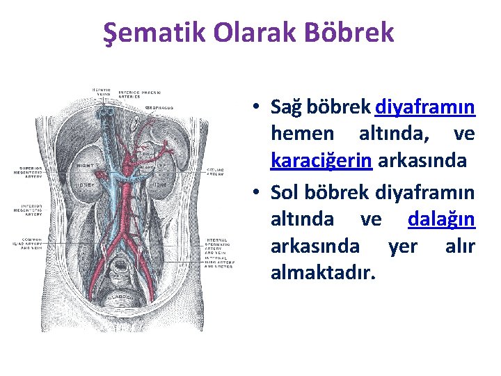 Şematik Olarak Böbrek • Sağ böbrek diyaframın hemen altında, ve karaciğerin arkasında • Sol