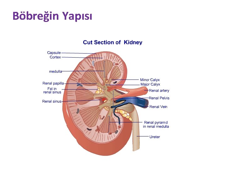 Böbreğin Yapısı 