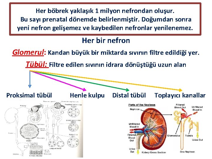 Her böbrek yaklaşık 1 milyon nefrondan oluşur. Bu sayı prenatal dönemde belirlenmiştir. Doğumdan sonra