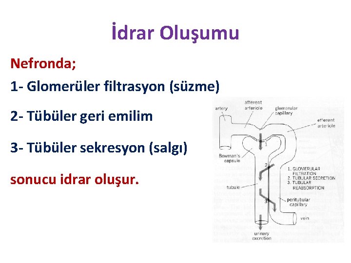 İdrar Oluşumu Nefronda; 1 - Glomerüler filtrasyon (süzme) 2 - Tübüler geri emilim 3