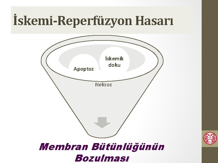 İskemi-Reperfüzyon Hasarı Apoptoz İskemik doku Nekroz Membran Bütünlüğünün Bozulması 