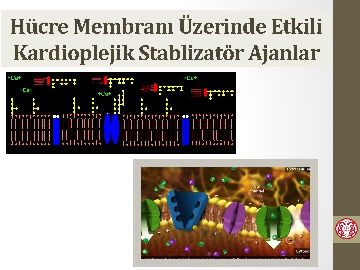 Hücre Membranı Üzerinde Etkili Kardioplejik Stablizatör Ajanlar 