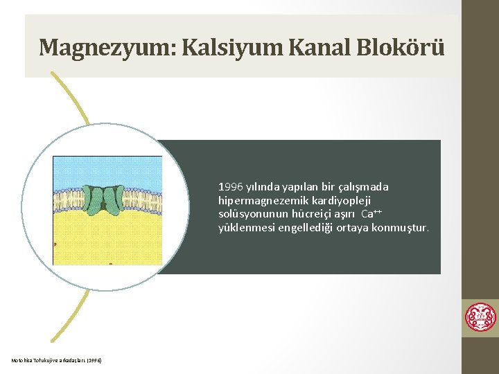 Magnezyum: Kalsiyum Kanal Blokörü 1996 yılında yapılan bir çalışmada hipermagnezemik kardiyopleji solüsyonunun hücreiçi aşırı