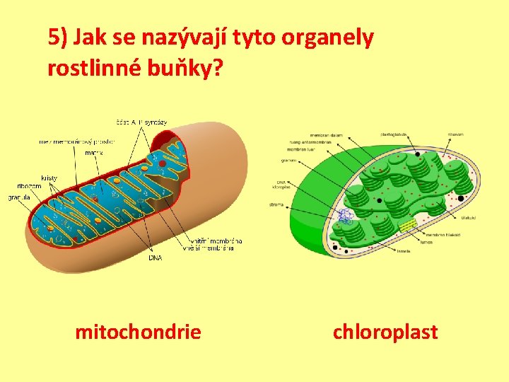 5) Jak se nazývají tyto organely rostlinné buňky? mitochondrie chloroplast 