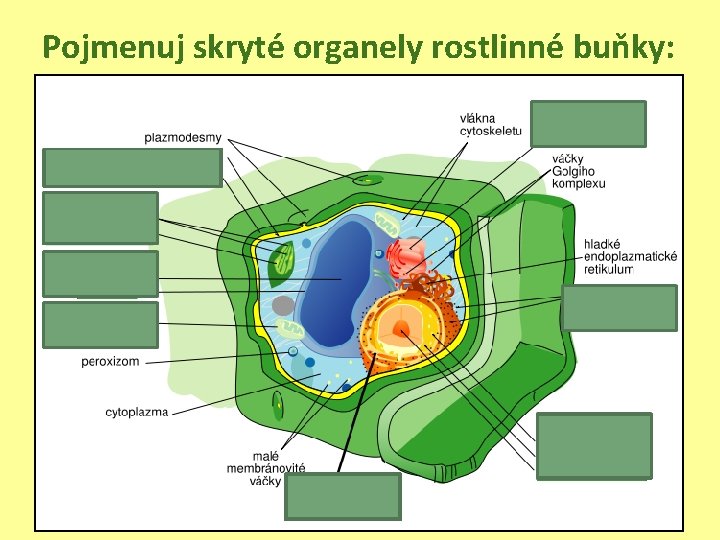 Pojmenuj skryté organely rostlinné buňky: 