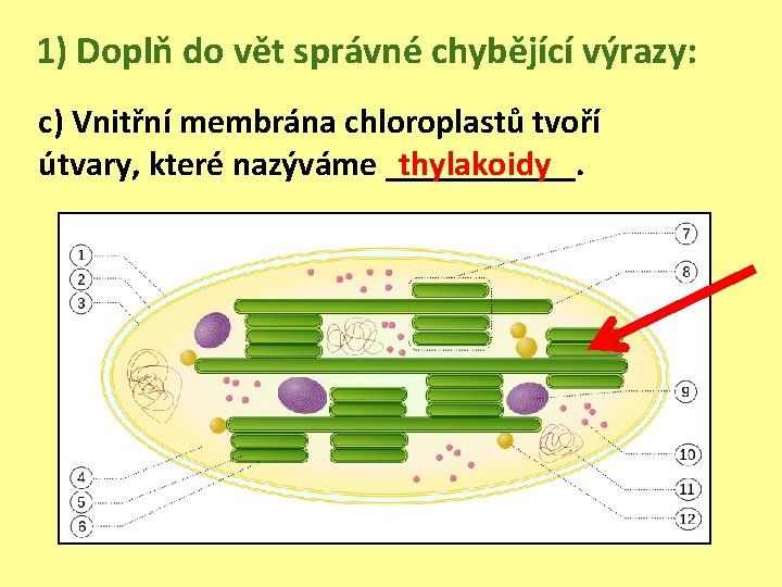 1) Doplň do vět správné chybějící výrazy: c) Vnitřní membrána chloroplastů tvoří útvary, které