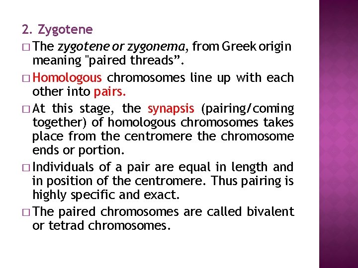 2. Zygotene � The zygotene or zygonema, from Greek origin meaning "paired threads”. �