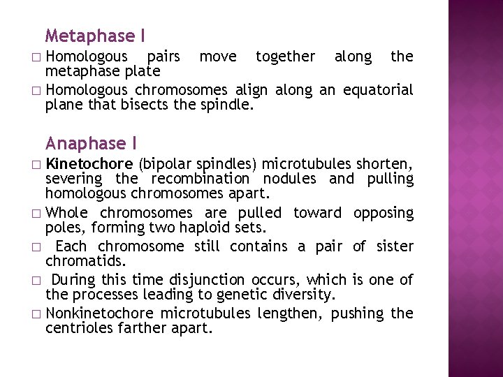 Metaphase I Homologous pairs move together along the metaphase plate � Homologous chromosomes align