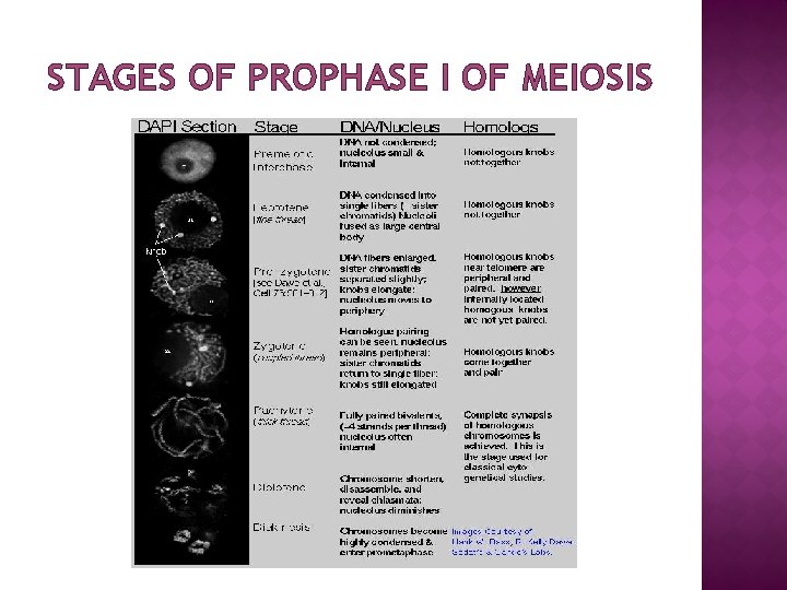 STAGES OF PROPHASE I OF MEIOSIS 
