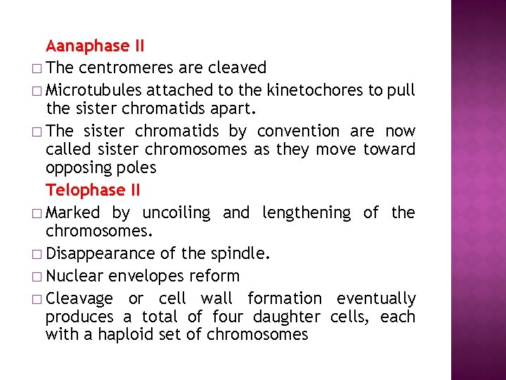 Aanaphase II � The centromeres are cleaved � Microtubules attached to the kinetochores to