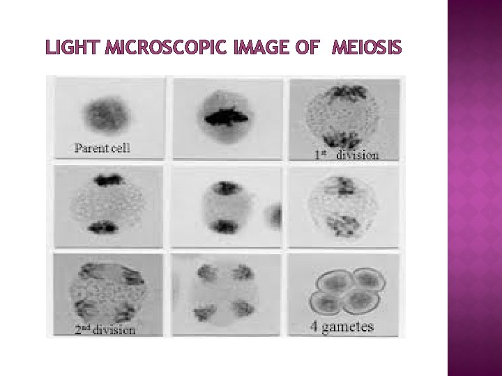 LIGHT MICROSCOPIC IMAGE OF MEIOSIS 