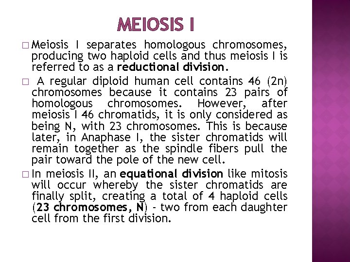 MEIOSIS I � Meiosis I separates homologous chromosomes, producing two haploid cells and thus