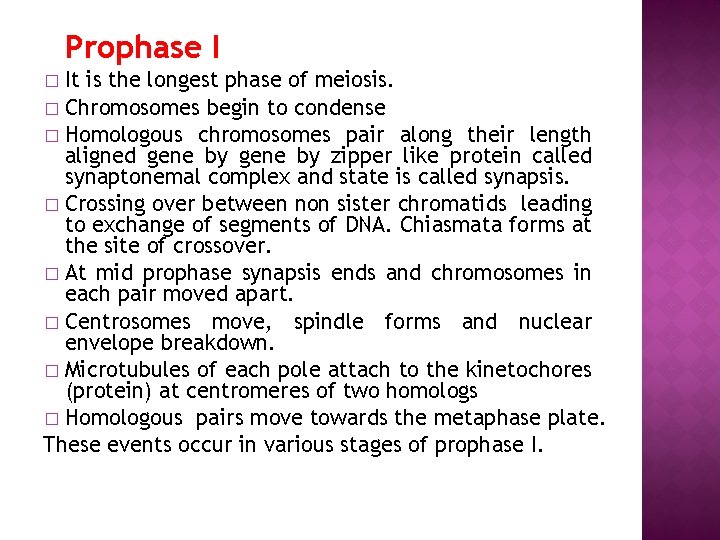 Prophase I It is the longest phase of meiosis. � Chromosomes begin to condense