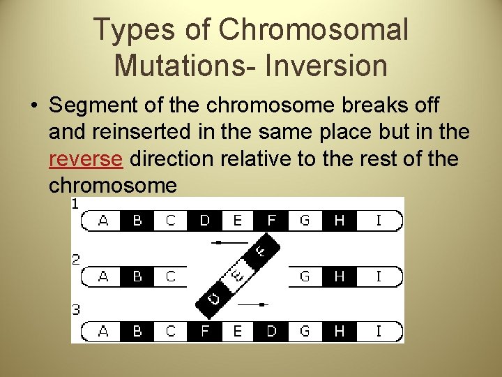 Types of Chromosomal Mutations- Inversion • Segment of the chromosome breaks off and reinserted