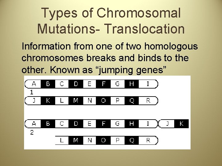 Types of Chromosomal Mutations- Translocation Information from one of two homologous chromosomes breaks and