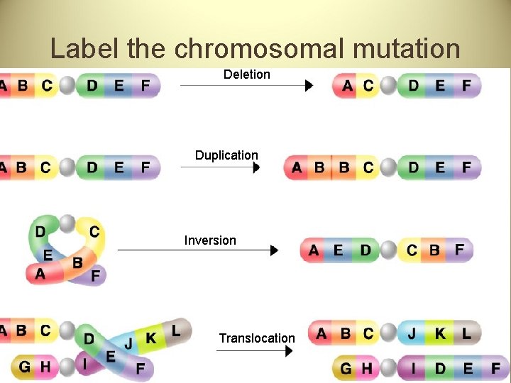 Label the chromosomal mutation Deletion Duplication Inversion Translocation 