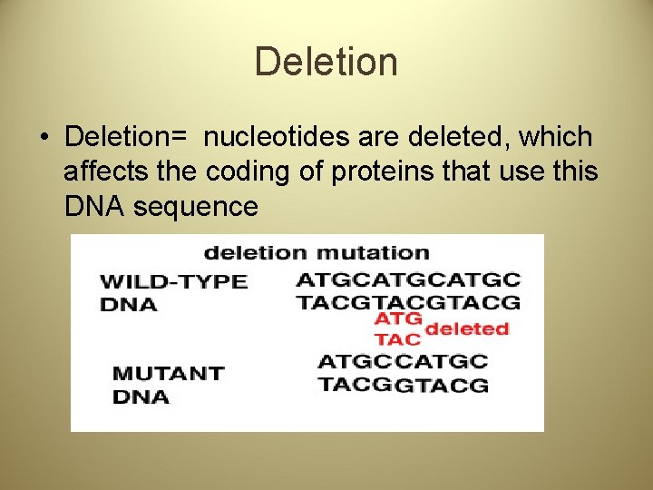 Deletion • Deletion= nucleotides are deleted, which affects the coding of proteins that use