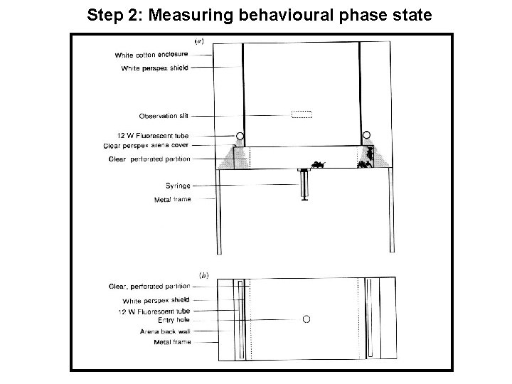 Step 2: Measuring behavioural phase state 