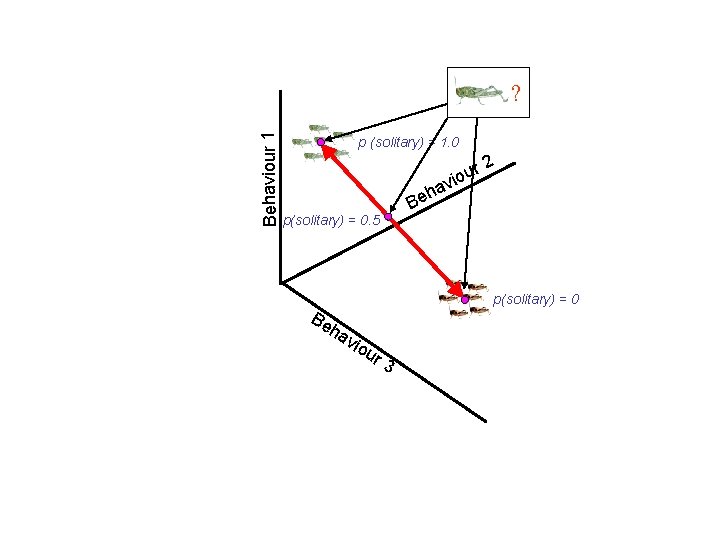 Behaviour 1 ? p (solitary) = 1. 0 p(solitary) = 0. 5 h Be