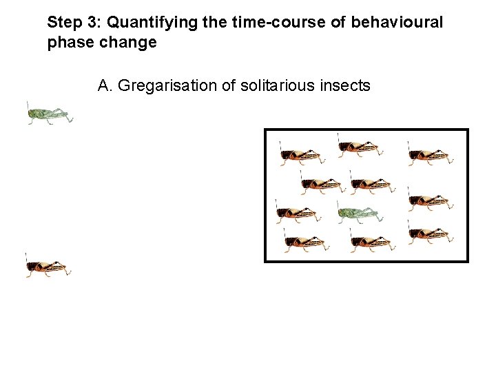 Step 3: Quantifying the time-course of behavioural phase change A. Gregarisation of solitarious insects Step 3: Quantifying the time-course of behavioural phase change A. Gregarisation of solitarious insects