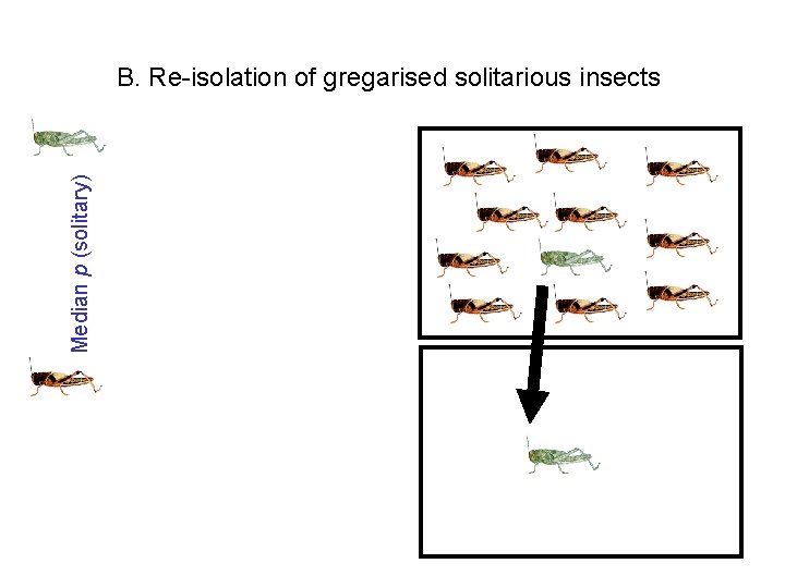 Median p (solitary) B. Re-isolation of gregarised solitarious insects Median p (solitary) B. Re-isolation of gregarised solitarious insects