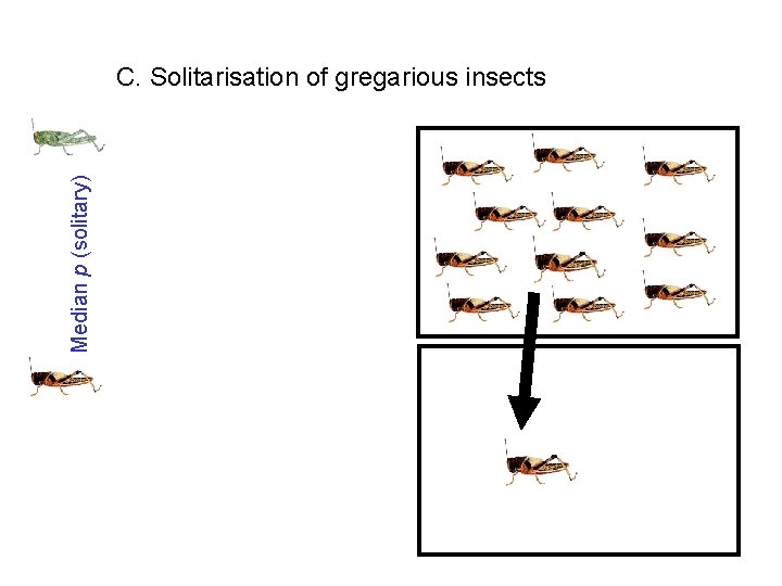 Median p (solitary) C. Solitarisation of gregarious insects 