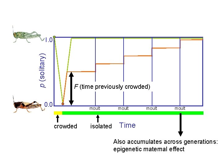 p (solitary) 1. 0 F (time previously crowded) 0. 0 moult crowded isolated moult