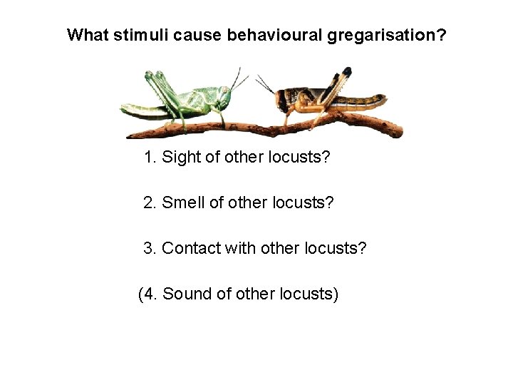 What stimuli cause behavioural gregarisation? 1. Sight of other locusts? 2. Smell of other What stimuli cause behavioural gregarisation? 1. Sight of other locusts? 2. Smell of other