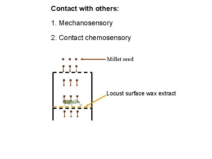 Contact with others: 1. Mechanosensory 2. Contact chemosensory Millet seed Locust surface wax extract Contact with others: 1. Mechanosensory 2. Contact chemosensory Millet seed Locust surface wax extract