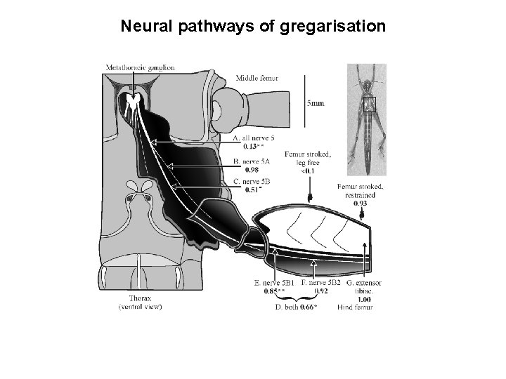 Neural pathways of gregarisation * 